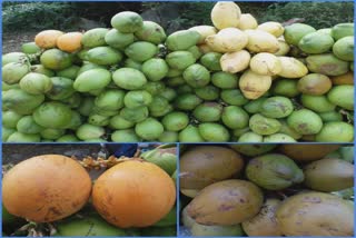 Green Coconut Farming in Gujarat: દેશમાં 30 ટકાથી વધુ લીલા નાળિયેરની ખેતી કરતું ગુજરાત, જાણો શું છે વિશેષતા