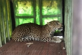 Leopard Catch by Forest Department in Badapur Yeola