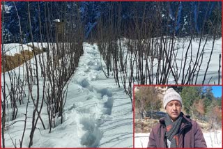 WALNUT PLANTS IN KINNAUR