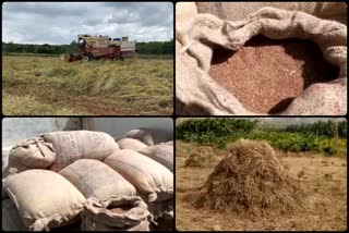 Registration of Ragi purchase stopped in Davanagere; farmers unhappy