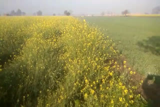 bhiwani frost crop damaged