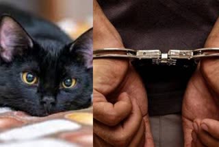 cat killed neighbor arrested in ernakulam  neighbor killed domestic cat  വളർത്തു പൂച്ചയെ അയൽവാസി കൊന്നു  പൂച്ചയെ കൊലപ്പെടുത്തി  പൂച്ച