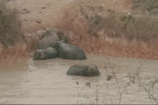 Man elephant conflict in Goalpara
