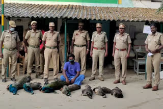 Seven peacocks poisoned and killed - one arrested