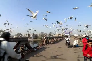 Feast of foreign guests at Kalyan Bay ..