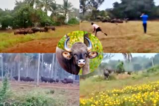 Wild buffalo herd destroying farmland , Trichy District Manapparai