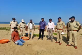 turtles-113-eggs-protected-in-karawara