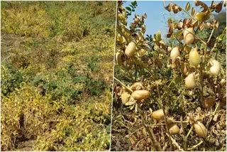 Chickpea crop has facing rust disease at Dharwad