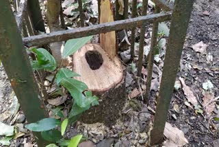 Sandalwood Tree Theft