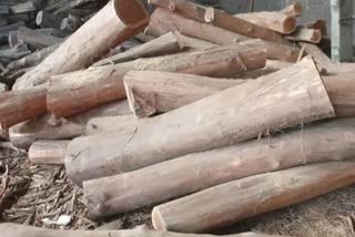 Forest department confiscated wood in Korba