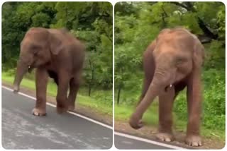 erode-elephant-viral-video