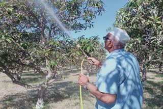 Natural farming in Kutch: ગાયના દુધ અને ગોળથી બનાવી પ્રાકૃતિક દવા, દર વર્ષે વેચાય છે લાખોની કેરી