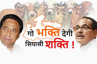 politics in name of cow in MP