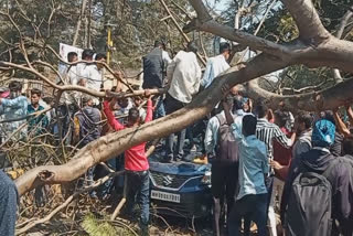 Tree fell on Car in kolhapur