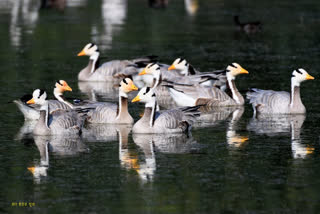 Pench National Park