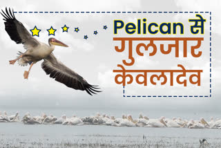 Keoladeo is Buzzing with Tweets of Birds