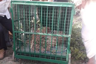 Panther trapped in net laid for pigs