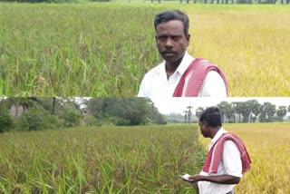 கருப்பு கவுணி நெல், Tiruvarur Nannilam Farmer culltivated Natural Paddy Crops, Black sorghum paddy