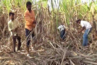 Kalburagi farmer outrage against Sugar factory