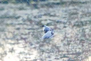 Betul hunters catching migrant birds