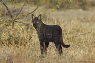 Melanistic Jungle Cat in Kutch: કચ્છના ફોટોગ્રાફરે ભાગ્યે જ જોવા મળતી જંગલી બિલાડીને કેમેરામાં કરી કેદ, જુઓ