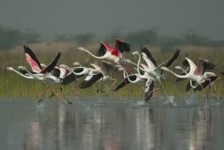 World Wetlands Day 2022: જામનગરના ખિજડિયા પક્ષી અભયારણ્યને રામસર સાઈટ તરીકે કરાયું જાહેર
