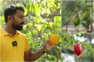 സ്വർണക്കനിയായ ഗാഗ്‌ ഫ്രൂട്ട്  ഗാഗ്‌ ഫ്രൂട്ട് കൃഷി മലപ്പുറം  അസ്‌കറിന്‍റെ വീട്ടിൽ വിയറ്റ്‌നാം ഫലം  Gac fruit cultivation  Askar malappuram fruits cultivation  Gac fruit in Four colors