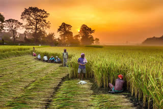 uttarakhand-will-get-negligible-benefit-of-organic-farming-along-the-ganga