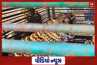 સુરતના કઠોર ગામે શિકારની લાલચે દીપડી પુરાઈ પાંજરે, જુઓ વિડીયો..