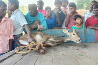 Deer caught in village near thiruvallur handovered to Forest Department