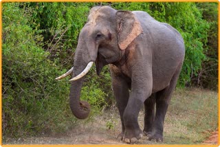 Elephant Fight To Survive at Golaghat