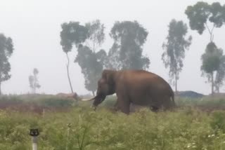 wild elephant attack in mysore