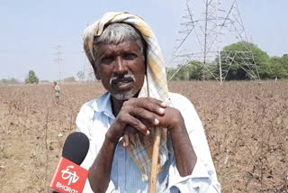 yasangi crops