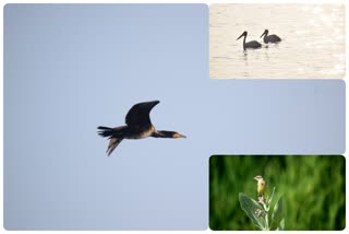 World Wetlands Day Celebration,Bird Watching In Arkavati River,ಅರ್ಕಾವತಿ ನದಿ ಪಾತ್ರದ ಕೆರೆಯಲ್ಲಿ ಪಕ್ಷಿ ವೀಕ್ಷಣೆ,ವರ್ಲ್ಡ್ ವೆಟ್ ಲ್ಯಾಂಡ್ ಡೇ,ವಿಶ್ವ ಜೌಗು ಪ್ರದೇಶ ದಿನ