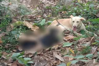 cruelty to dogs in pathanamthitta  dead dog tied to the body of living dog  dog brutally attacked in pathanamthitta  നായ്‌ക്കളോട് ക്രൂരത  ചത്ത നായയെ ജീവനുള്ള നായയുടെ ദേഹത്ത് കെട്ടിവിട്ടു  നായയെ ഉപദ്രവിച്ചു