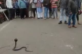black-cobra-on-road-in-dhanbad