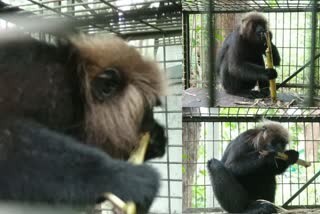 Nilgiri Langur nuisance to forest rangers  Nilgiri Langur eating porotta  കരിങ്കുരങ്ങ് ശല്യം  വനംവകുപ്പ് കരിങ്കുരങ്ങ്