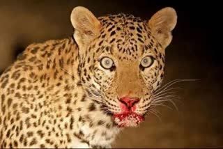 mother rescue child from leopard