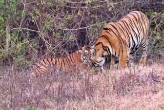 Video of tigers mating at  nagarahole national park