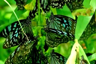 Coimbatore’s Vellalore Lake is now a butterfly hotspot