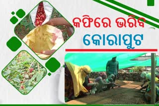 କୋରାପୁଟରେ ବଢିବ କଫିଚାଷ, 522 ହେକ୍ଟର ଚାଷ ପାଇଁ ପ୍ରସ୍ତୁତ ହେଉଛି ନର୍ସରୀ