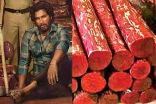 Smuggling of red sandalwood in pushpa movie style