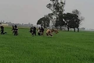 leopard-attacked-forest-workers-and-villagers-in-maharajganj-watch-live-video