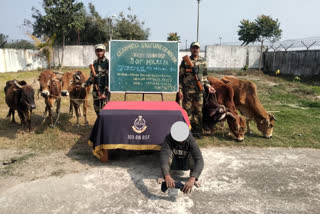 BSF raids in Indo Bangla border