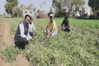 Cultivation of watermelon in Deesa : શિયાળુ તરબૂચનો મીઠો પાક લણતાં જૂના ડીસાના પ્રગતિશીલ ખેડૂતો