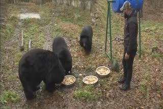 Endangered Himalayan black bears enjoy a special diet during winters, Dachigam National Park black bear video, what do bears eat, Wildlife in himalayas, where are black bears found