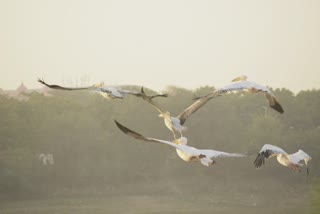 Migratory birds in Kutch 2022 :  5000 કિલોમીટરનું અંતર કાપી આવેલાં નયનરમ્ય વિદેશી પક્ષીઓએ હમીરસરની શોભા વધારી