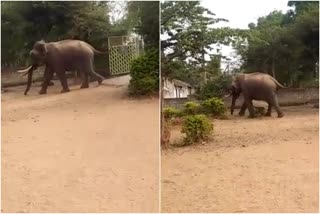 Students ran away as elephant enters school compound in Mysuru  elephant enters school compound in Mysuru  elephant enters school compound in Nagaupura  elephant crushed 3 bikes in Mysuru  സ്‌കൂളിനുള്ളിൽ കയറി കൊമ്പനാന  മൈസൂരിൽ സ്‌കൂളിനുള്ളിൽ ആന  മൈസൂർ ജില്ലയിലെ നാഗൗപുര ഗ്രാമത്തിൽ ആന ശല്യം