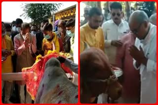 Political struggle on cow in mp