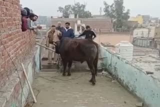 bull Rescue In faridabad